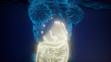 Menschlicher-Körper-Mit-Sichtbarem-Verdauungssystem